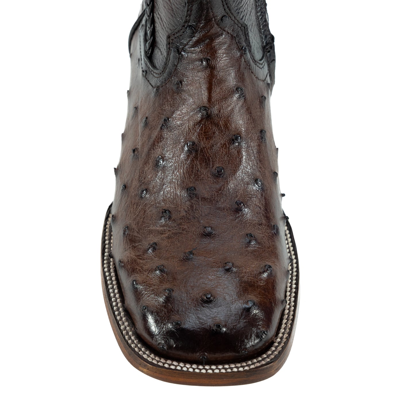 MAURO PREMIUM AVEZTRUZ CAFE